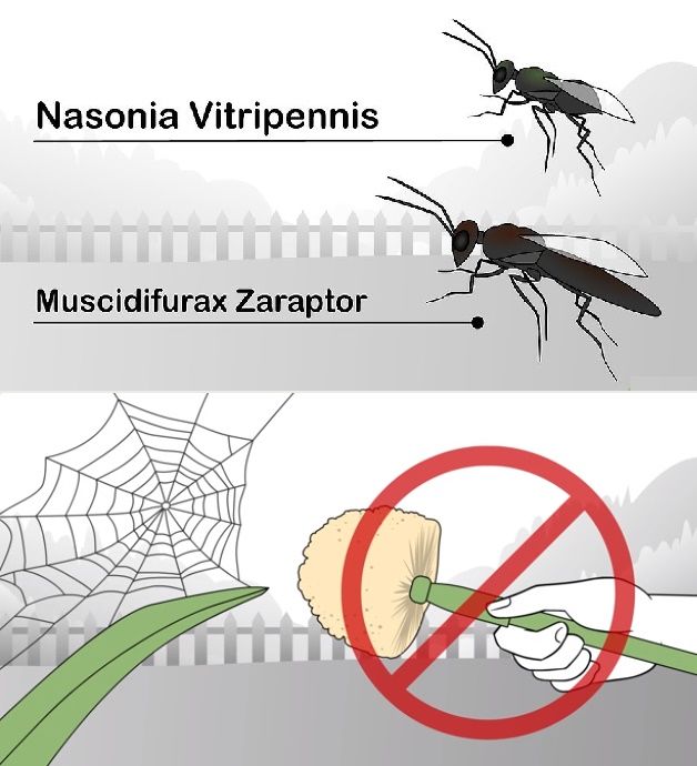cách diệt ruồi dùng thiên địch