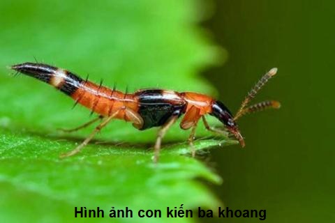 hình ảnh con kiến ba khoang
