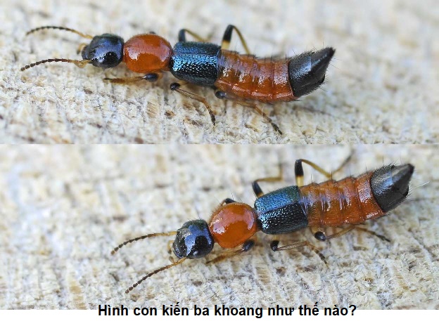 hình con kiến ba khoang như thế nào